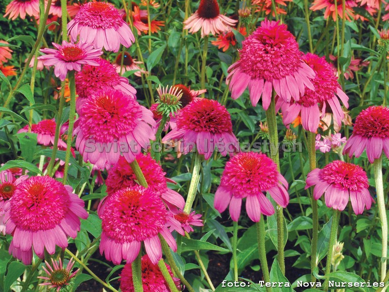 echinacea gumdrop