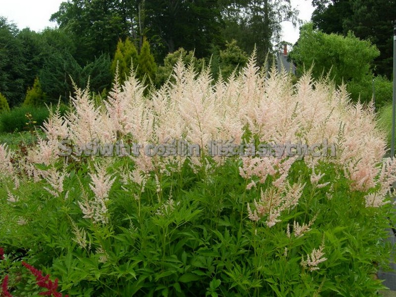 tawułka Arendsa Astilbe arendsii różowa funkie.pl świat roślin