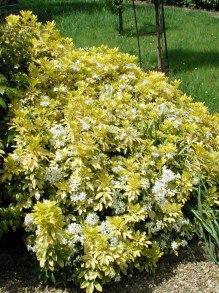 czojsia niski krzew zimozielony o żółtych pachnących liściach i białych kwiatach