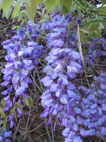Glicynia - wisteria o niebieskich kwiatach w czasie kwitnienia