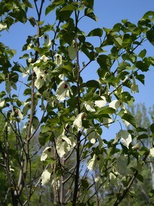 dawidia - chusteczkowe drzewo w czasie kwitnienia, widoczne białe chusteczki na drzewie