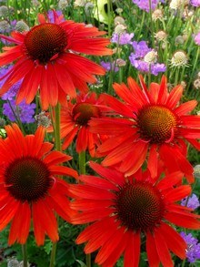 Kwitnąca jeżówka purpurowa, kwiaty z czarnym środkiem, piękne kolory jeżówek