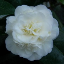Kamelia japońska (Camellia japonica) Nobilissima zdjęcie 1