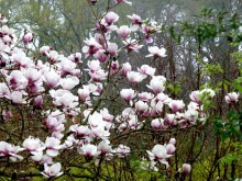 Magnolia Athene c3 zdjęcie 3