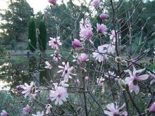 Magnolia gwiaździsta (Magnolia stellata) Rosea c5 zdjęcie 4