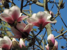 Magnolia Athene c3 zdjęcie 4