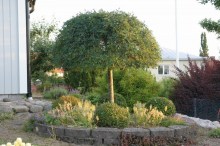 Karagana syberyjska (Caragana arborescens) Pendula na pniu c2 zdjęcie 4