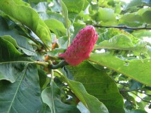Magnolia parasolowata (Magnolia tripetala) zdjęcie 5