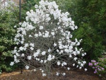Magnolia gwiaździsta biała (Magnolia stellata) c2 zdjęcie 5