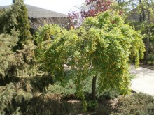 Karagana syberyjska (Caragana arborescens) Pendula na pniu c2 zdjęcie 6