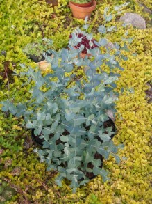 Eukaliptus niebieski (Eukaliptus gunnii) sadzonka zdjęcie 6