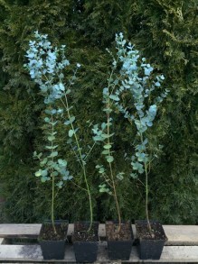 Eukaliptus niebieski (Eukaliptus gunnii) sadzonka zdjęcie sadzonki