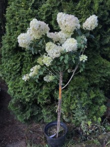 Hortensja (Hydrangea paniculata) Bobo na nodze c5 zdjęcie drzewka