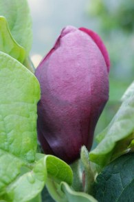 Magnolia Genie - powtarza kwitnienie c4 zdjęcie 5