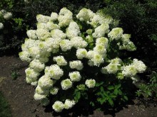Hortensja bukietowa (Hydrangea paniculata) Silver Dollar c3 zdjęcie 5