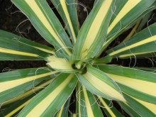 Juka Colour Guard (Yucca filamentosa) 5