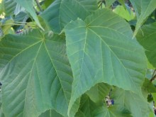 Klon zielonokory (Acer tegmentosum) c3 zdjęcie 6