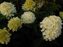 Hortensja bukietowa (Hydrangea paniculata) Sweet Summer c3 zdjęcie 4