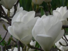 Magnolia pośrednia (Magnolia soulangeana) Lennei Alba zdjęcie 7