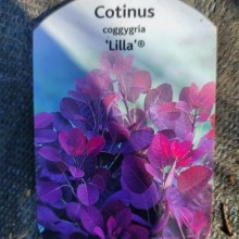 Perukowiec podolski ( Cotinus cogg.) Lilla c2 zdjęcie 1