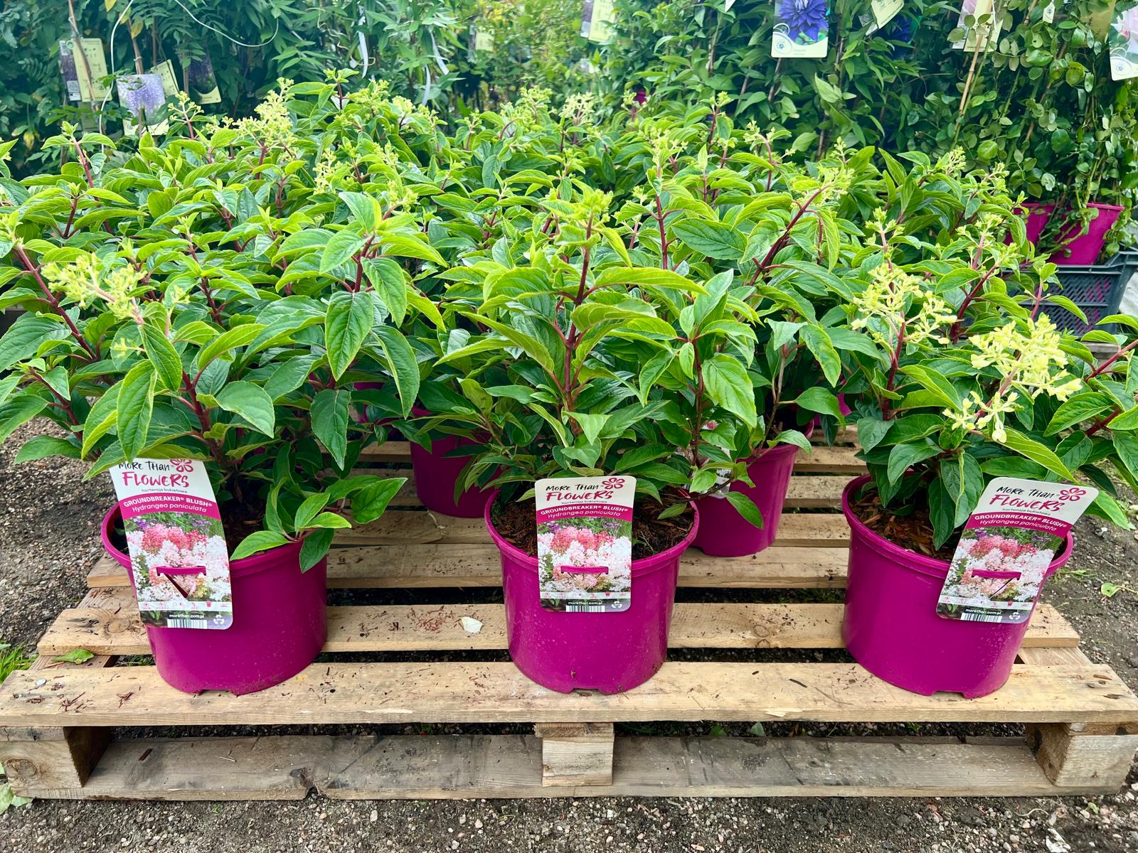 Hortensja bukietowa okrywowa Groundbreaker Blush sadzonka