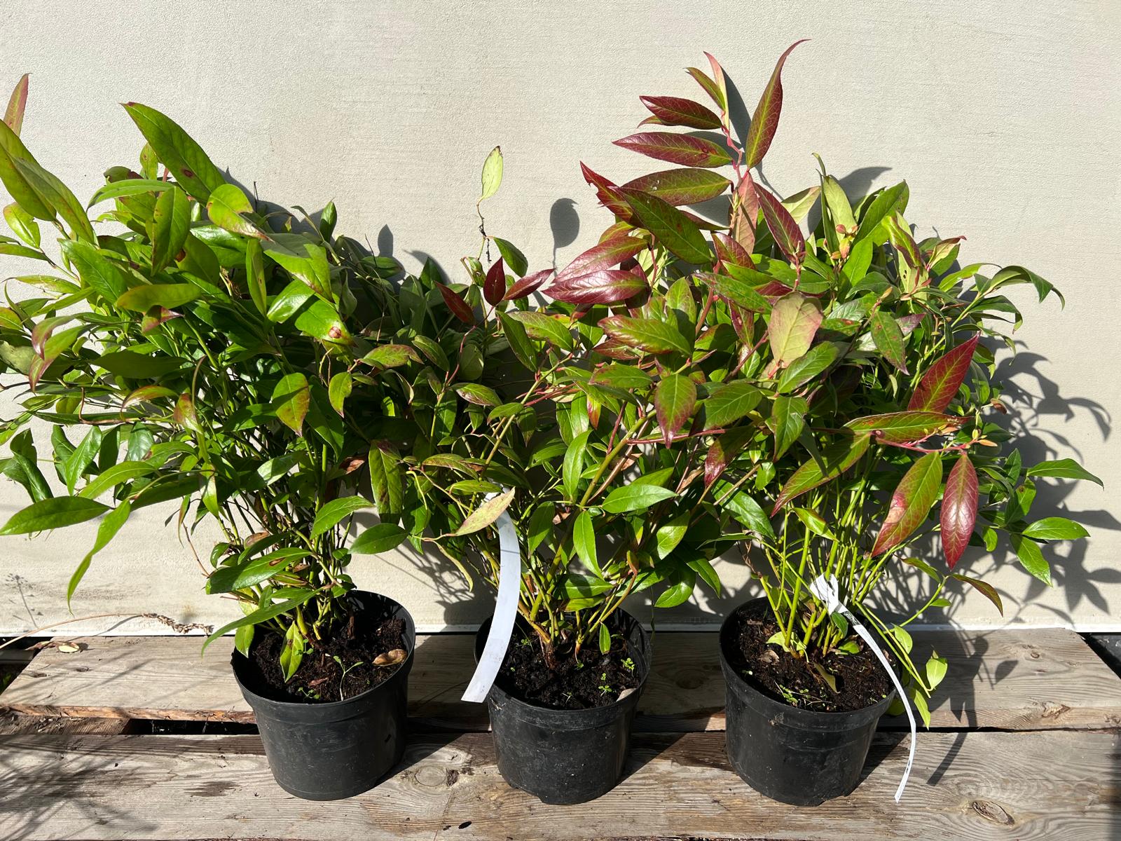 Kiścień Scarletta Leucothoe fontanesiana Zeblid sadzonka c2