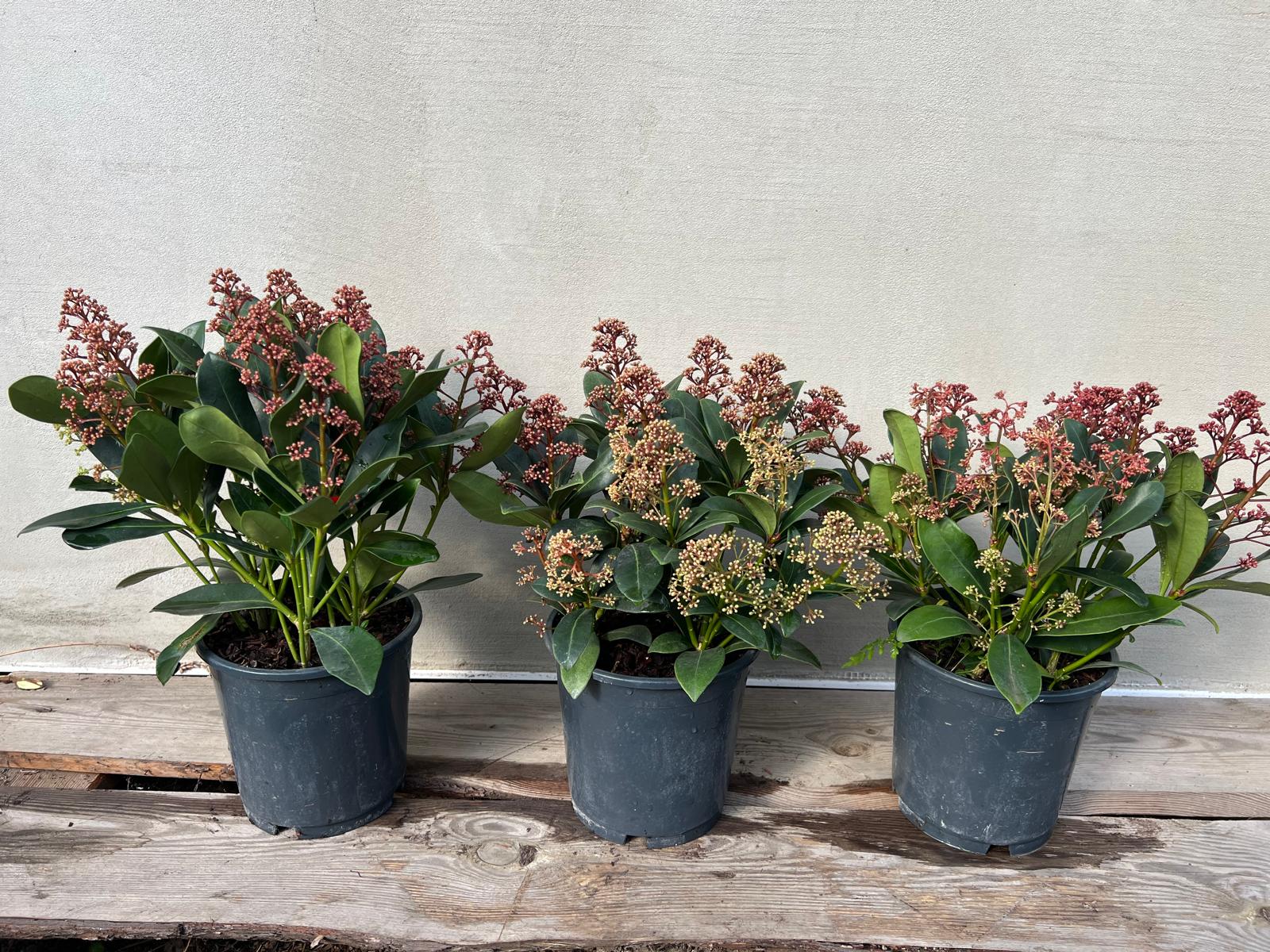 Skimia japońska Skimmia japonica Rubella odm. męska c15 15 20 cm