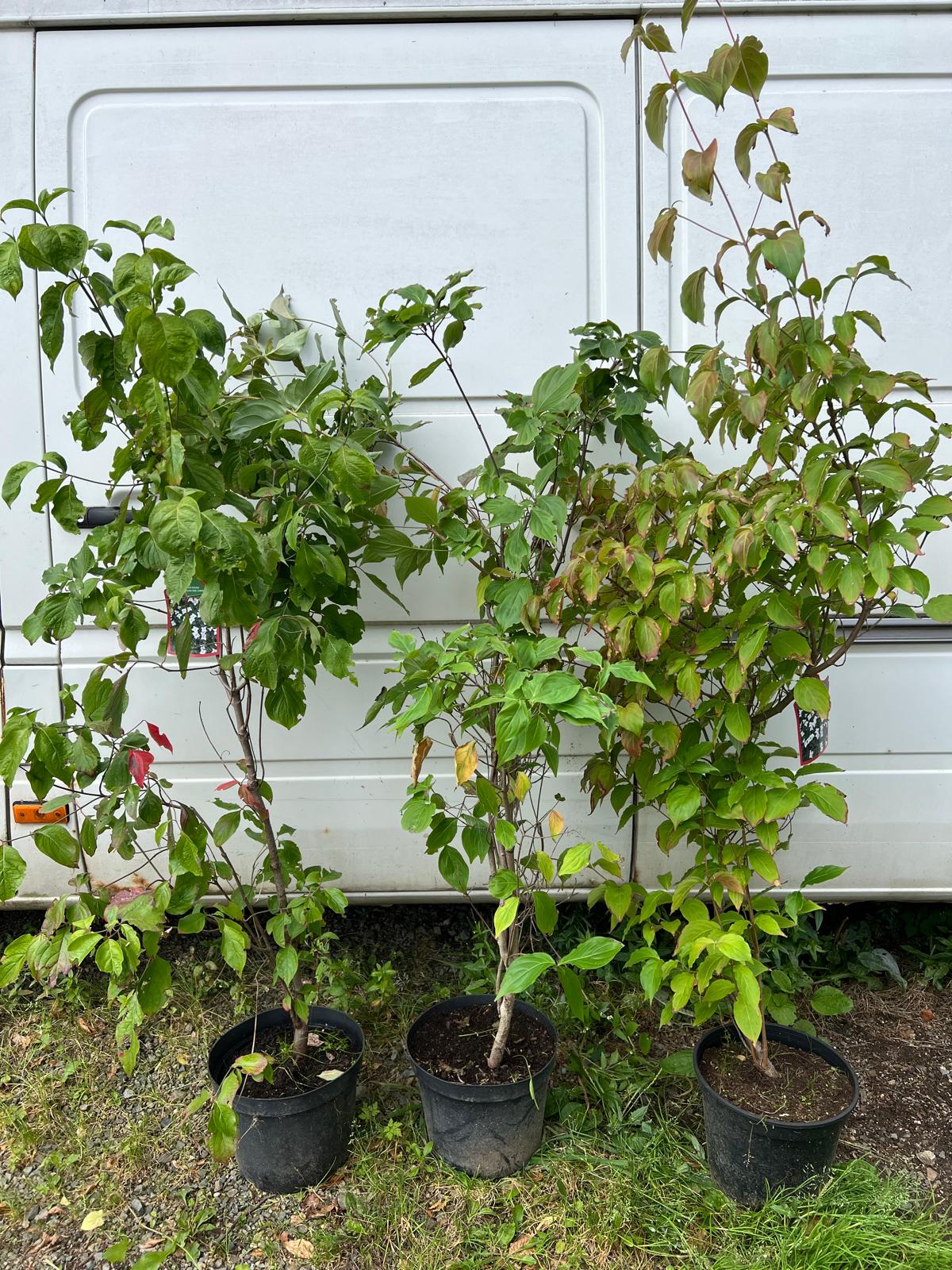 Dereń_kousa_(Cornus_kousa)_odmiana_chińska_c10