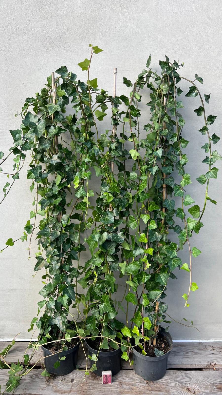 Bluszcz irlandzki sadzonki XXL 180-200 cm 3L