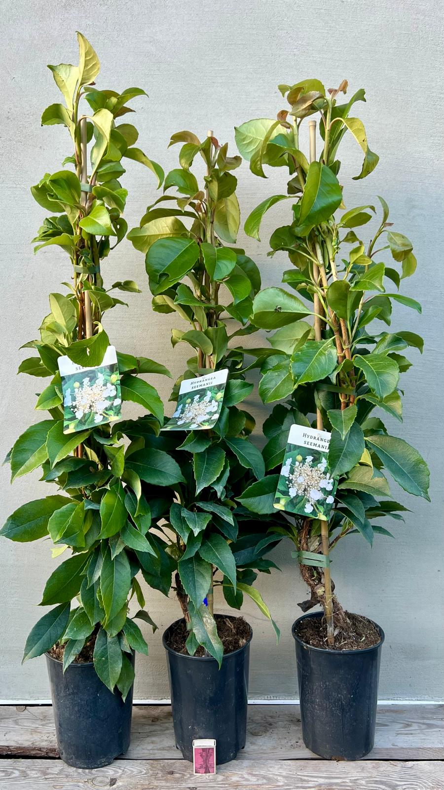 Hortensja pnąca zimozielona Seemanni (Climbing Hydrangea)