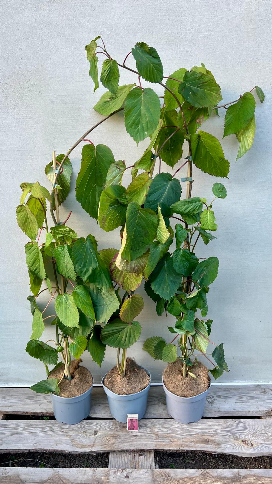 Dawidia chińska (Davidia involucrata) sadzonki w doniczkach 2L