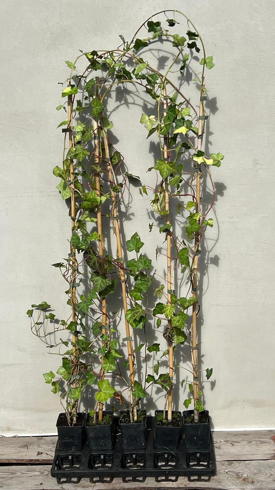 bluszcz profesor seneta sadzonki 120 - 150cm