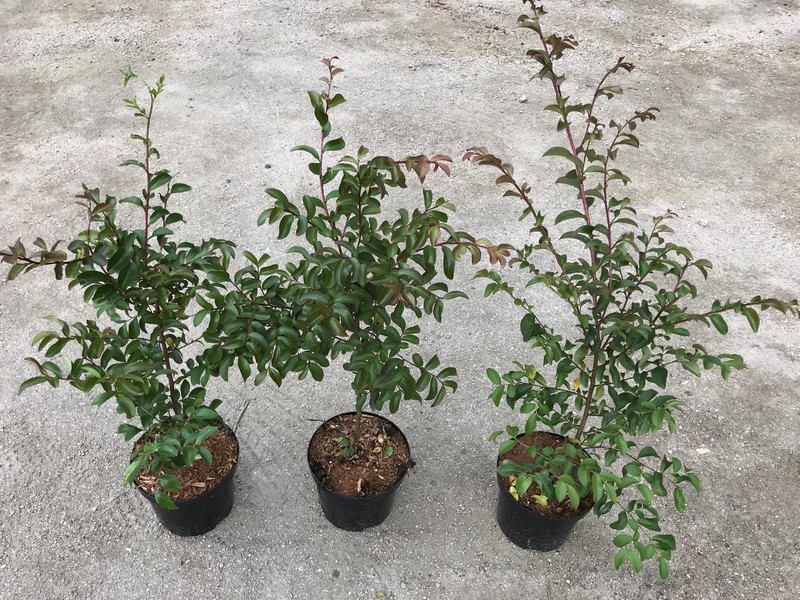 lagerstroemia red imperator