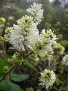 Wiosną szczotkowate białe kwiaty z zielonkawymi czubkami są zakończeniem każdej gałązki fotergilli 