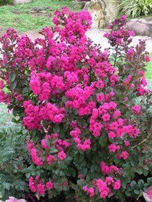 Lagerstremia indyjska - roślina egzotyczna, kwitnie 3 miesiące kolor różowy piękna