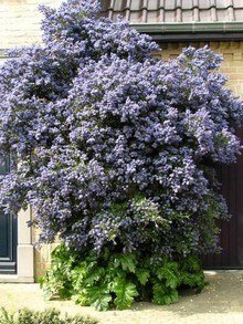 Prusznik niebieski Victoria, kwitnący krzew pod domem