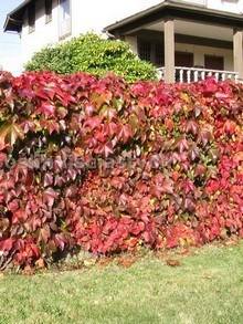 Winobluszcz trójklapowy, liście przebarwione na czerwono jesienią posadzony przy ogrodzeniu działki