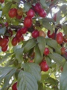 Dojrzałe, czerwone owoce derenia jadalnego wiszące na drzewie, najlepsze owoce na nalewki