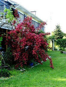 Krzwuszka cudowna o ciemnych liściach i czerwonych dużych kwiatach w ogrodzie, pod domem