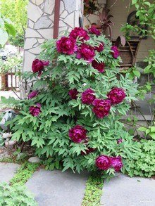 Japońska piwonia drzewiasta o purpurowych dużych i pełnych kwiatach