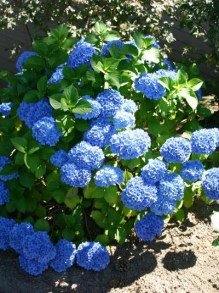 Hortensja ogrodowa Nikko Blue, kwitnący krzew o niebieskich kulistych kwiatach