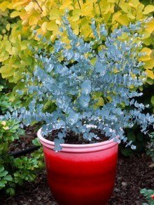 Eukaliptus niebieski - Eukaliptus gunii roślina o lazurowoniebieskich aromatycznych liściach, 