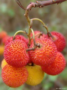 Drzewo truskawkowe - dojrzałe owoce chruściny jagodnej, podobne do owoców liczi