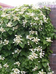 Przywarka japońska o białych koronkowych kwiatach, pnącze ogrodowe