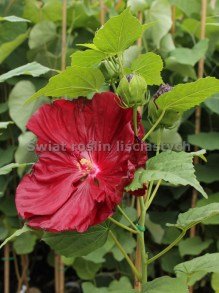 Hibiskus bylinowy (błotny) odmina Robert Fleming o krwistoczerwonych olbrzymich kwiatach
