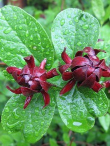 Kielichowiec wonny (Calycanthus) o czerwonych kwiatach, błyszczące liście, odstrasza nornice