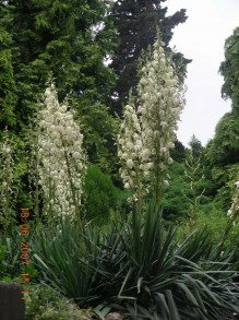 Juka ogrodowa, Jukka karolińska białe dzwonki na długiej łodydze, rozeta sztywnych liści