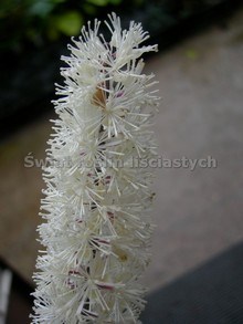 Świecznica - pluskwica (Cimicifuga, Actaea) - wysoka bylina do cienia