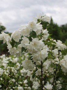 Jaśminowiec Snowbelle o pełnych kwiatach - pięknie biało kwitnący krzew w czerwcu