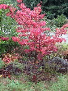 Parocja perska - żelazne drzewo - drzewko pięknie przabarwiające się jesienią w ogrodzie